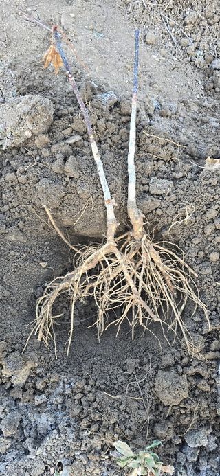 채대영님의 자유주제 · 자유게시판 작성글 사진