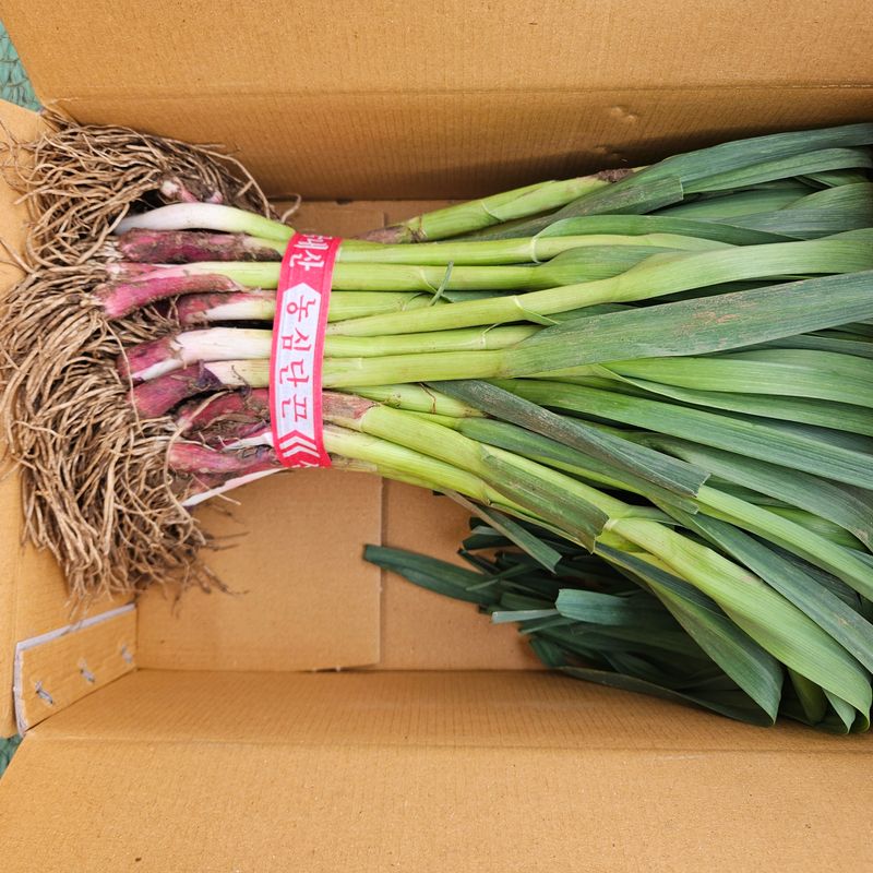 제주대정 방점순님의 장터 판매 상품 [제주도 풋마늘 4.8kg] 첨부 사진