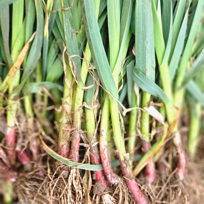 제주대정 방점순님의 장터 판매 상품 [제주도 풋마늘 4.8kg] 첨부 사진