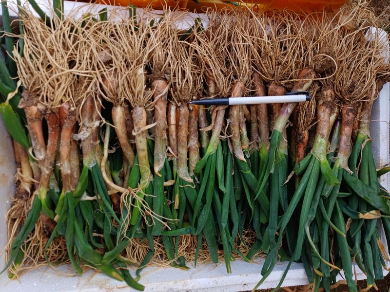 장터 상품 [자색삼동파.요술대파.순천동파.달래파.영양부추.돼지파.] 썸네일