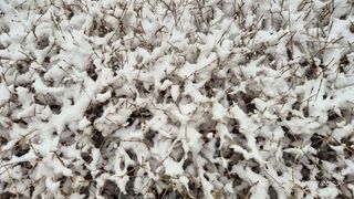 달맛햇복숭아농원님의 자유주제 · 자유게시판 작성글 사진