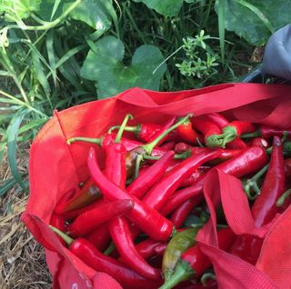 대산농사대장님의 고추 · 비료•농약 작성글 사진