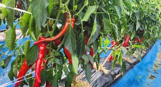 대산농사대장님의 고추 · 비료•농약 작성글 사진