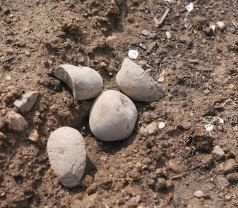 최한기님의 감자심기 하셨나요? · 참여글 작성글 사진