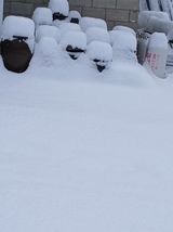 팜모닝 자유주제·자유게시판 게시글 이미지