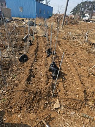 왜목 김진규님의 감자심기 하셨나요? · 참여글 작성글 사진