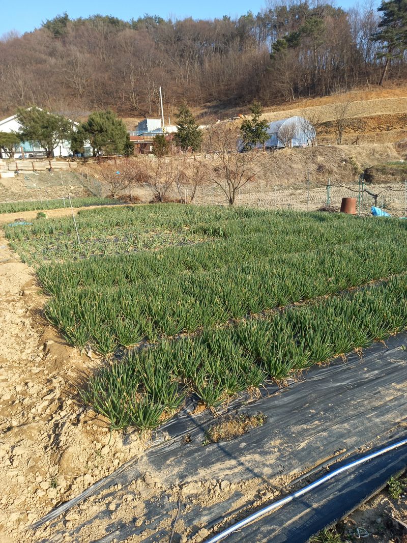 전원생활의여유님의 장터 판매 상품 [흙 쪽파] 첨부 사진