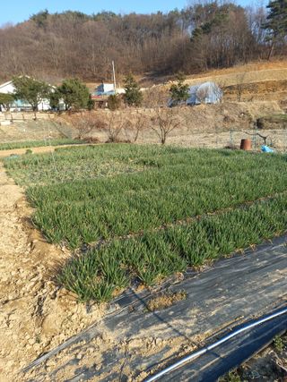 전원생활의여유님의 작성글 사진