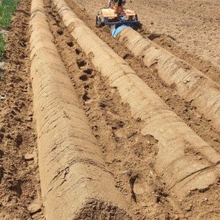 최한기님의 감자심기 하셨나요? · 참여글 작성글 사진