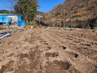 정일선님의 감자심기 하셨나요? · 참여글 작성글 사진