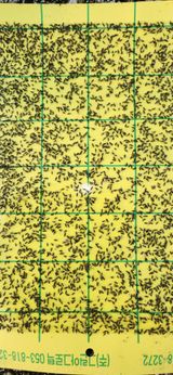 팜모닝 자유주제·자유게시판 게시글 이미지