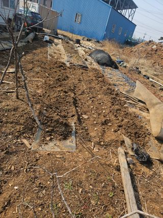 왜목 김진규님의 감자심기 하셨나요? · 참여글 작성글 사진