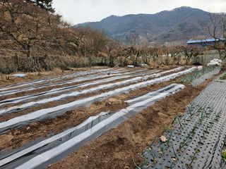 정일선님의 감자심기 하셨나요? · 참여글 작성글 사진