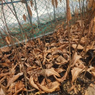 파란농원님의 자유주제 · 자유게시판 작성글 사진