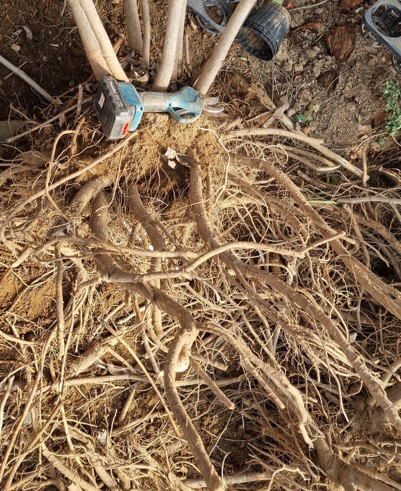 군산하늘농원님의 장터 판매 상품 [사철드릅1키로] 첨부 사진