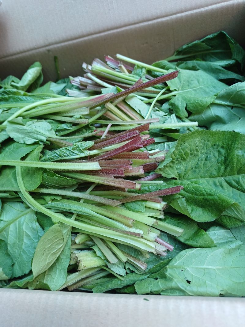 장터 상품 [곤드레 생나물4kg] 썸네일