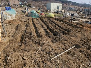 왜목 김진규님의 감자심기 하셨나요? · 참여글 작성글 사진