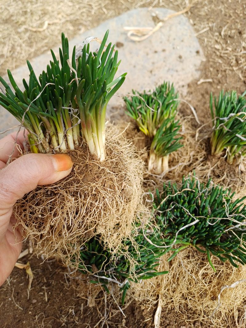 삼성농산님의 장터 판매 상품 [자색삼동파.요술대파.순천동파.달래파.영양부추.돼지파.] 첨부 사진