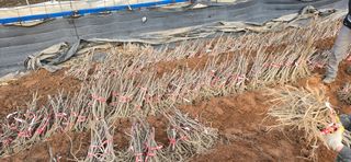 채대영님의 자유주제 · 자유게시판 작성글 사진