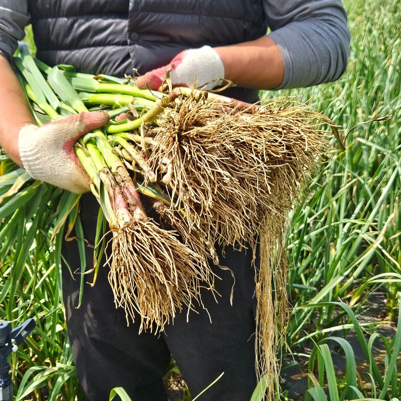 제주대정 방점순님의 장터 판매 상품 [제주도 풋마늘 4.8kg] 첨부 사진