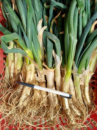 삼성농산님의 자유주제 · 자유게시판 작성글 사진