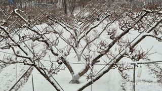 달맛햇복숭아농원님의 자유주제 · 자유게시판 작성글 사진