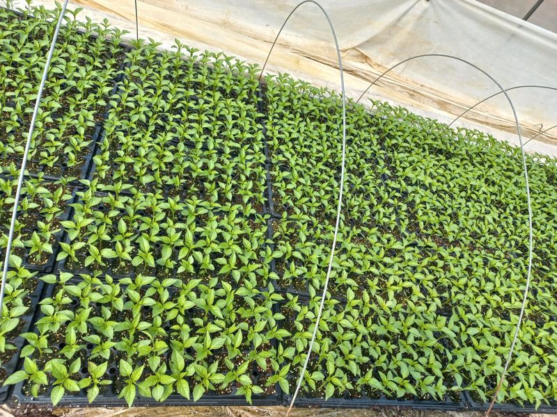 정연실님의 장터 판매 상품 [고추모종] 첨부 사진