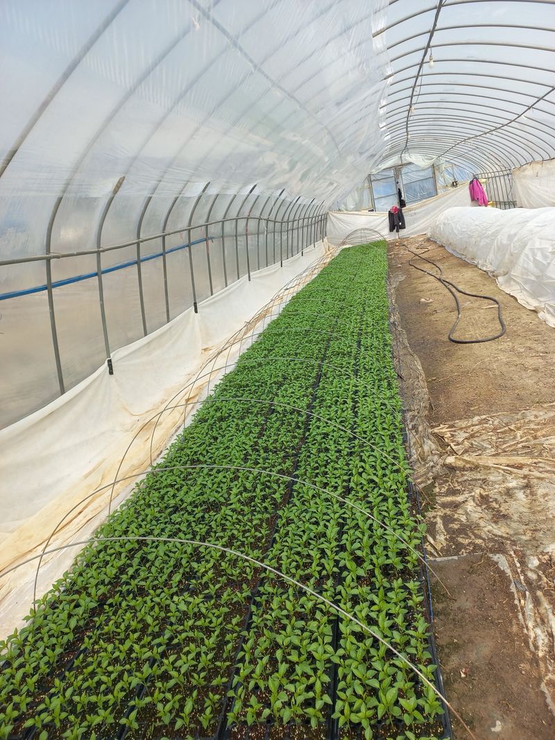 정연실님의 장터 판매 상품 [고추모종] 첨부 사진