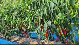 대산농사대장님의 고추 · 비료•농약 작성글 사진