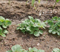 최한기님의 감자심기 하셨나요? · 참여글 작성글 사진