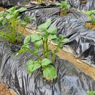 최한기님의 감자심기 하셨나요? · 참여글 작성글 사진