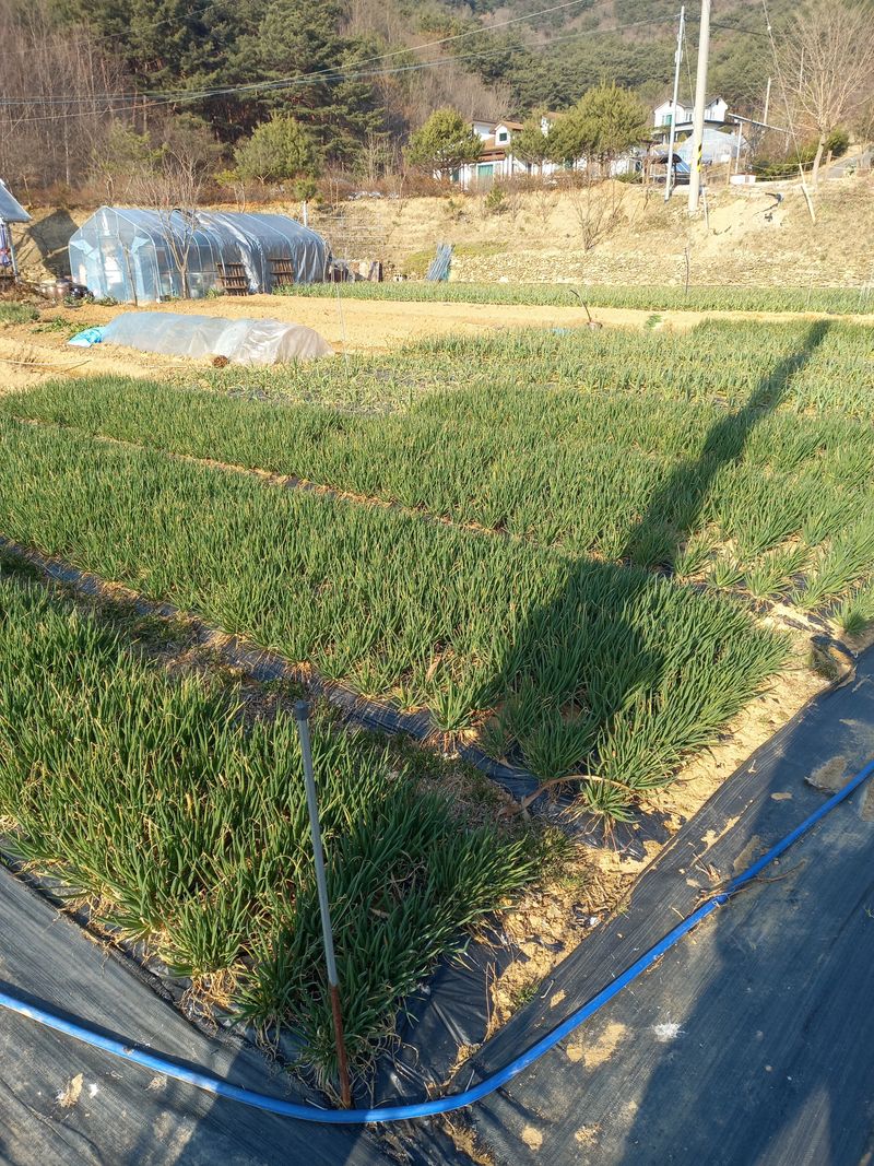 전원생활의여유님의 장터 판매 상품 [흙 쪽파] 첨부 사진