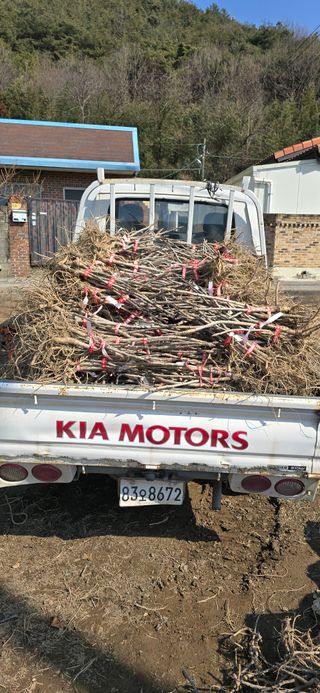 채대영님의 자유주제 · 자유게시판 작성글 사진