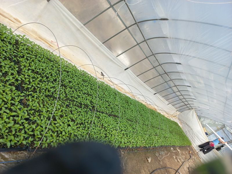 장터 상품 [고추모종] 썸네일