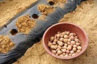 최한기님의 감자심기 하셨나요? · 참여글 작성글 사진