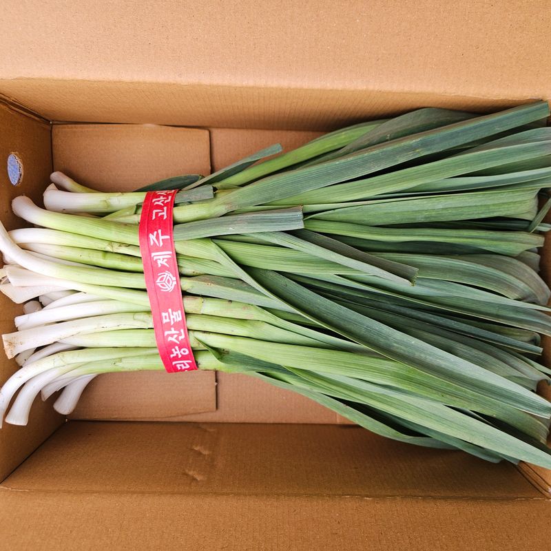 제주대정 방점순님의 장터 판매 상품 [제주도 풋마늘 4.8kg] 첨부 사진