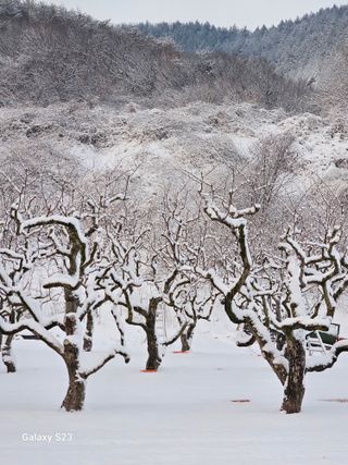 손윤영/수채화농원님의 자유주제 · 자유게시판 작성글 사진