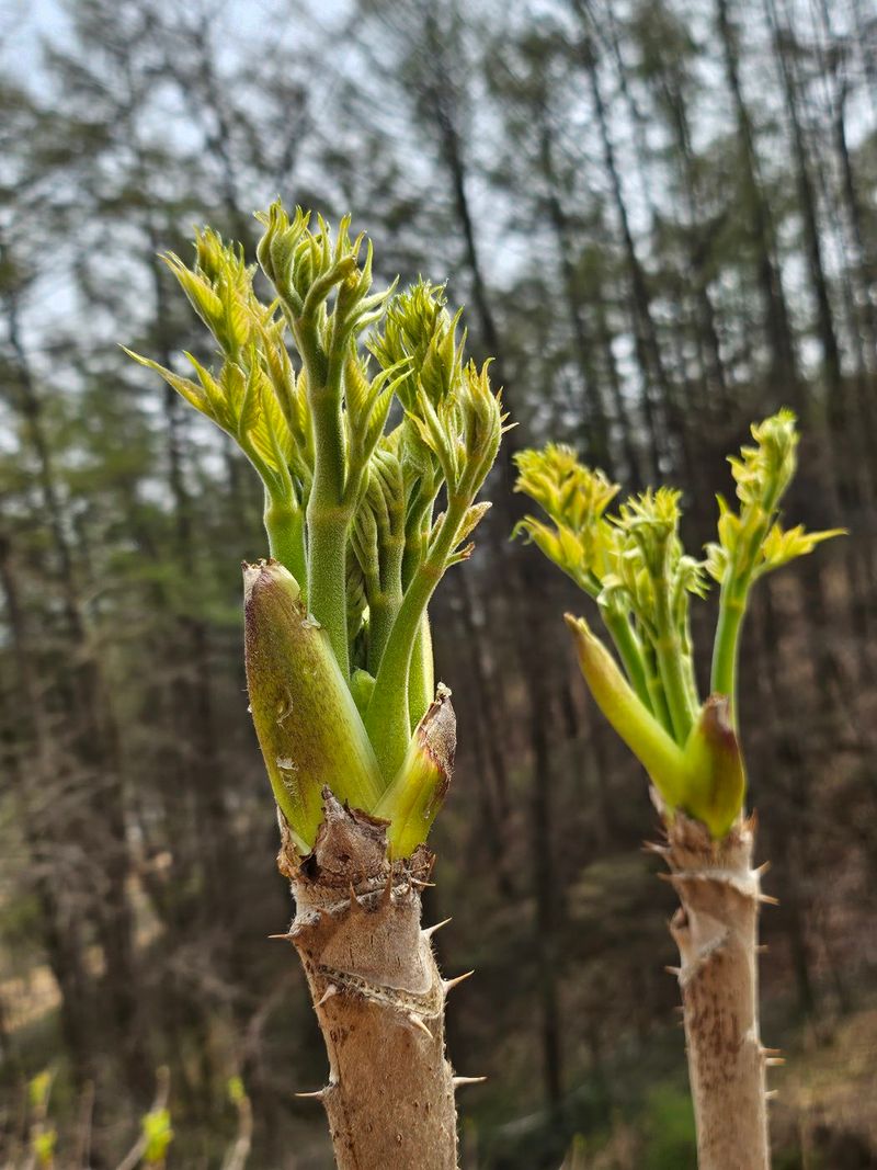 장터 상품 [자연산 산두릅 1kg] 썸네일