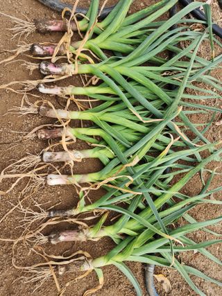 아침못자연농원님의 자유주제 · 자유게시판 작성글 사진