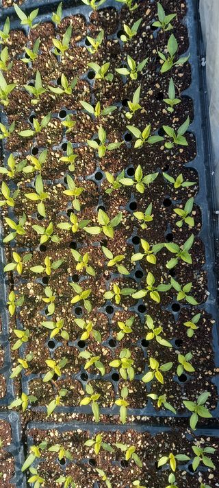 강성분님의 고추 모종 심으셨나요? · 참여글 작성글 사진