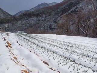 전성길님의 자유주제 · 자유게시판 작성글 사진