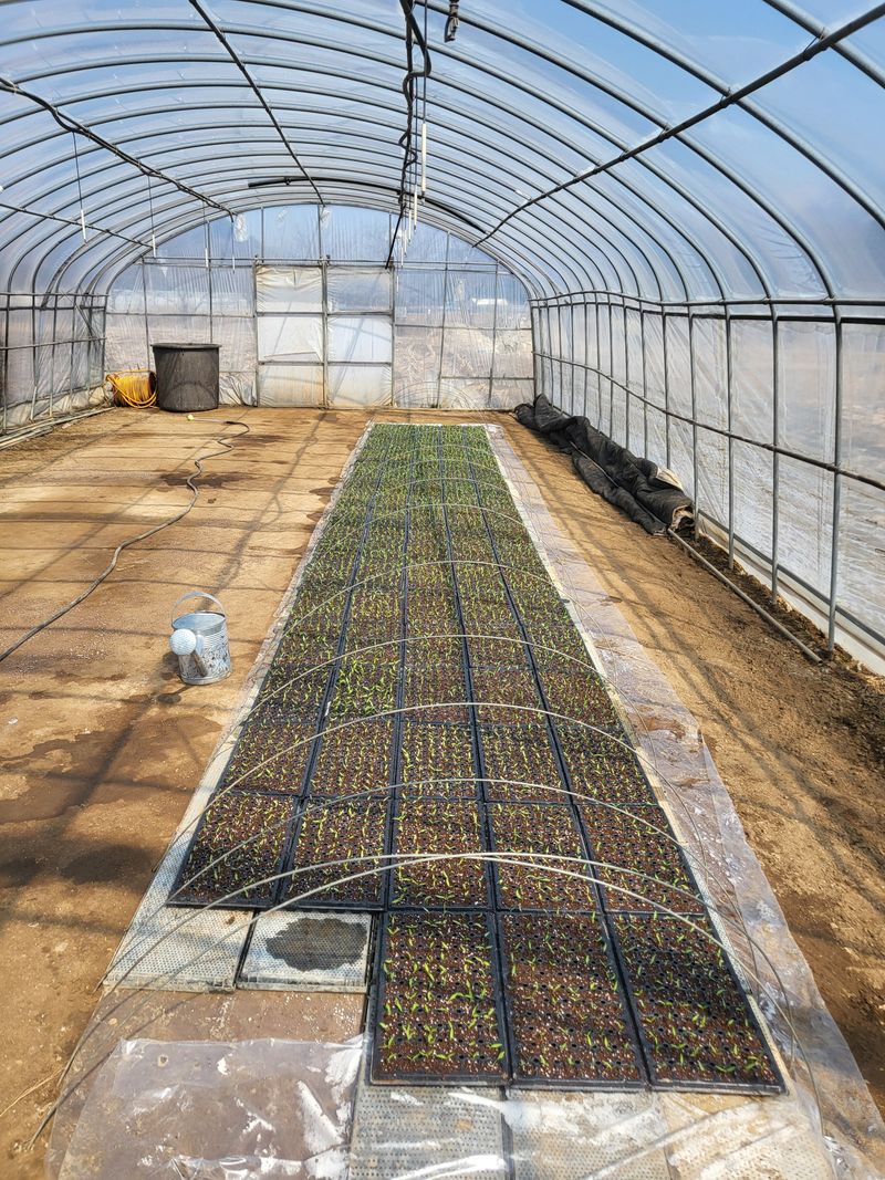 장터 상품 [고추모종주문받아요ㅡ] 썸네일