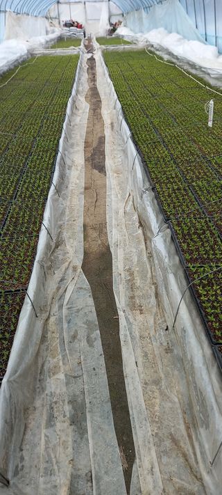 강성분님의 고추 모종 심으셨나요? · 참여글 작성글 사진