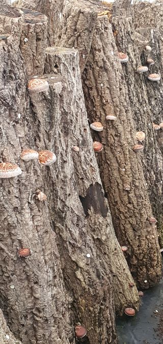 한밭농원님의 자유주제 · 자유게시판 작성글 사진
