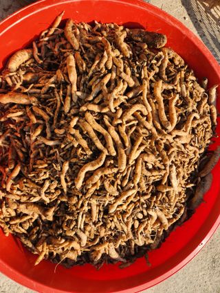 산약초농원님의 자유주제 · 자유게시판 작성글 사진