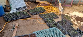 이.일신.꽃분아빠님의 고추 모종 심으셨나요? · 참여글 작성글 사진