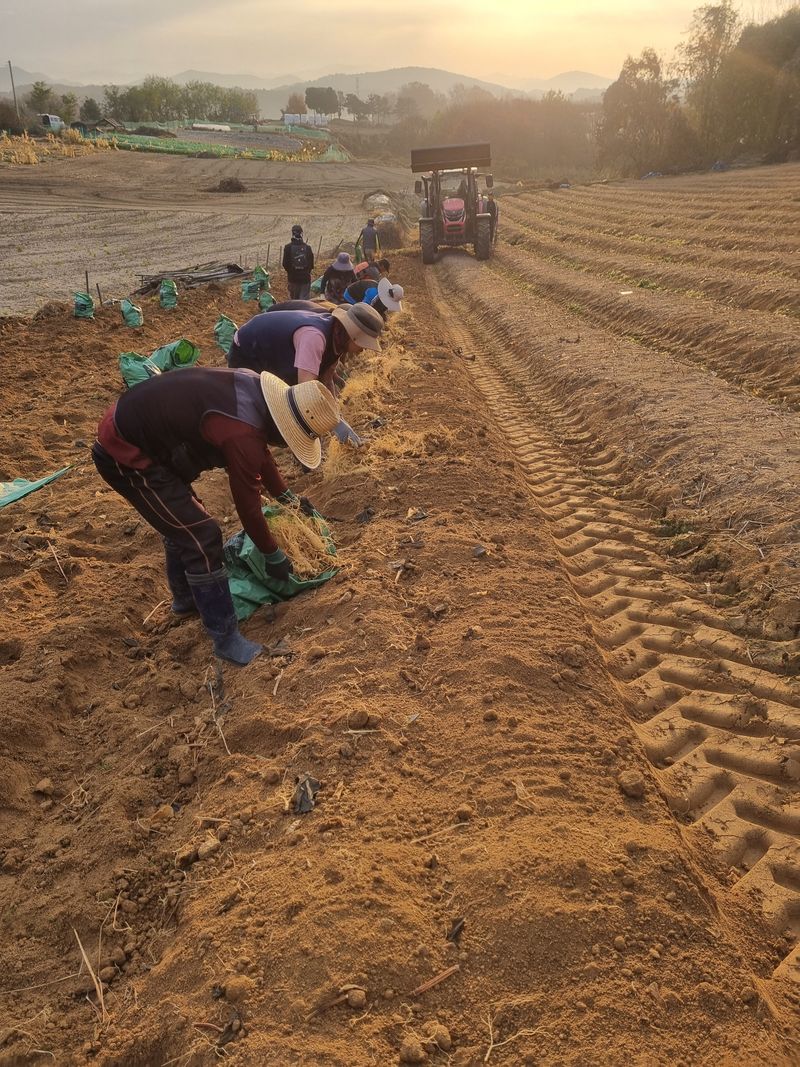 모두팜님의 장터 판매 상품 [25년 햇인삼 2k] 첨부 사진