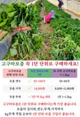 팜모닝 자유주제·자유게시판 게시글 이미지