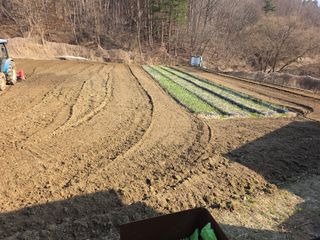 박천규 님의 고추 모종 심으셨나요? · 참여글 작성글 사진