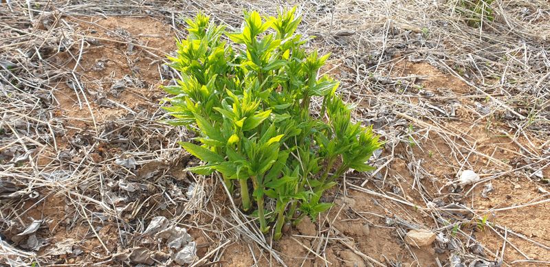 장터 상품 [오가피순 4kg] 썸네일